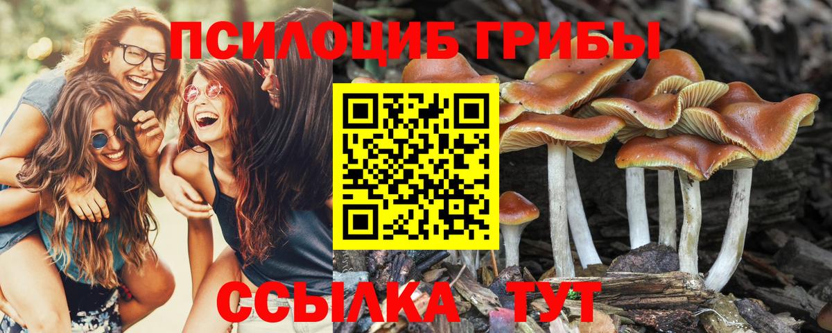 Псилоцибиновые грибы мицелий Кулебаки